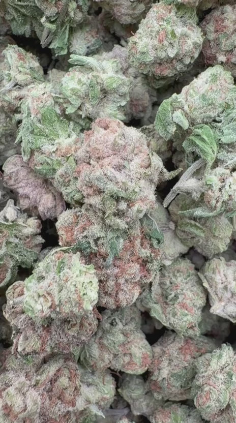 Blue Punch Minis - Bulk Minis - Indica