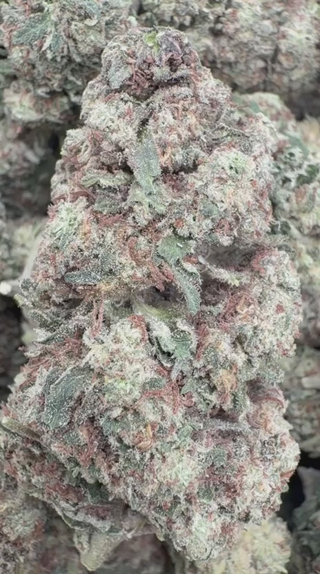 Blueberry Pancakes - Bulk - Indica