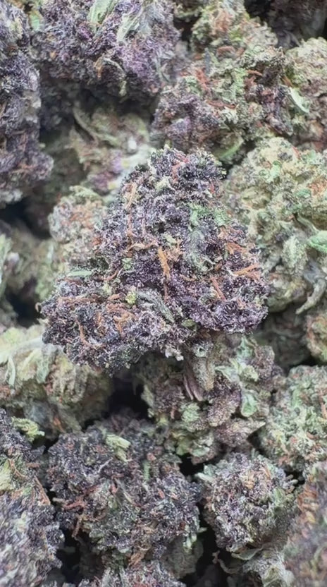 Purple Jack Littles - Bulk Littles - Hybrid