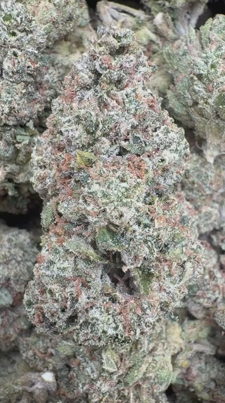 King Louis XIII Indoor - Bulk - Indica