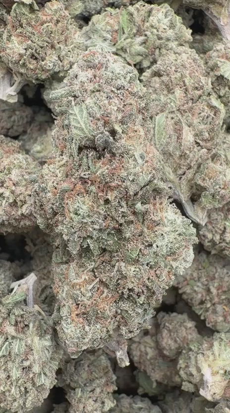 Papaya Runtz - Bulk - Hybrid