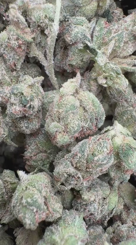 Marathon OG Indoor Minis  - Bulk Minis - Indica