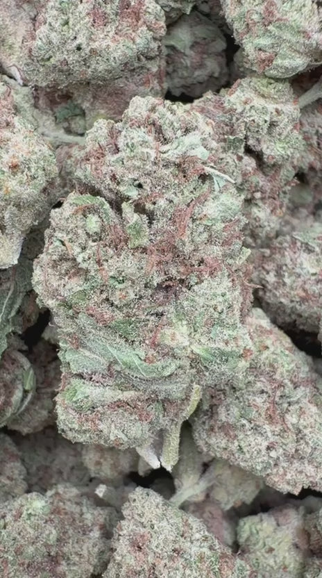 Hella Jelly - Bulk  - Sativa