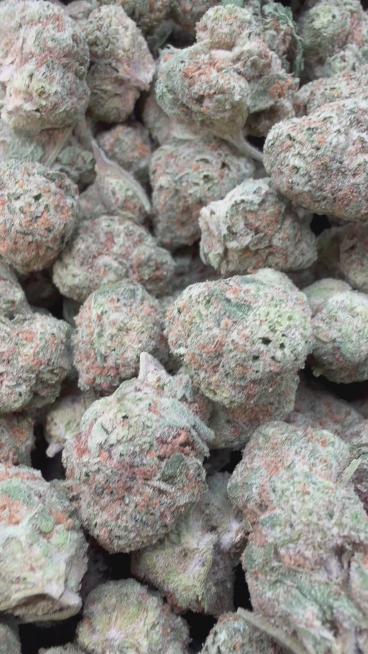 Razzberry Dream Mediums - Bulk Mediums - Indica