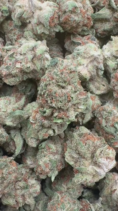 Orange Creamsicle Minis - Bulk Minis - Sativa