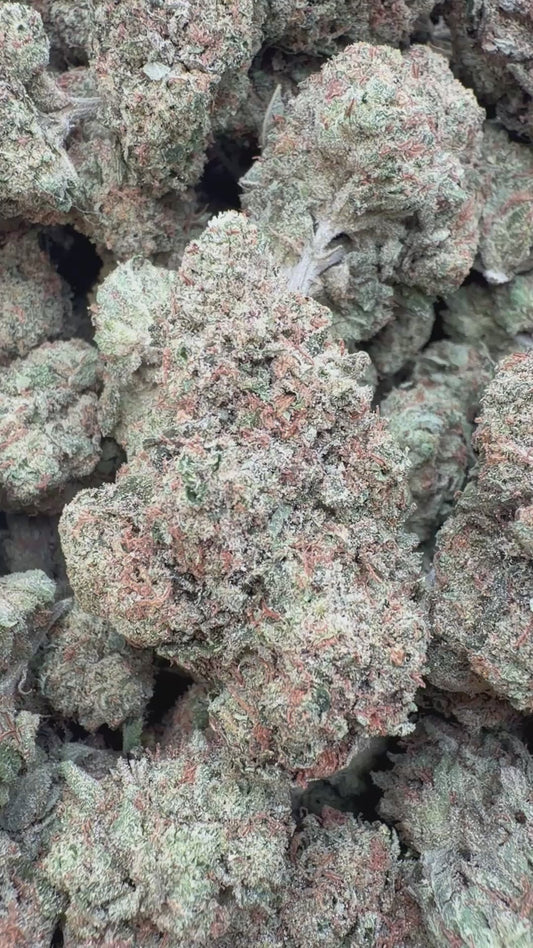 Laughing Gas Indoor - Bulk - Hybrid