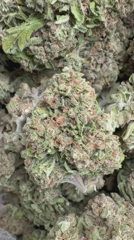Blueberry Headband  - Bulk - Hybrid