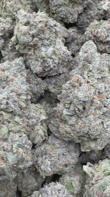 Watermelon Runtz Indoor - Bulk - Indica
