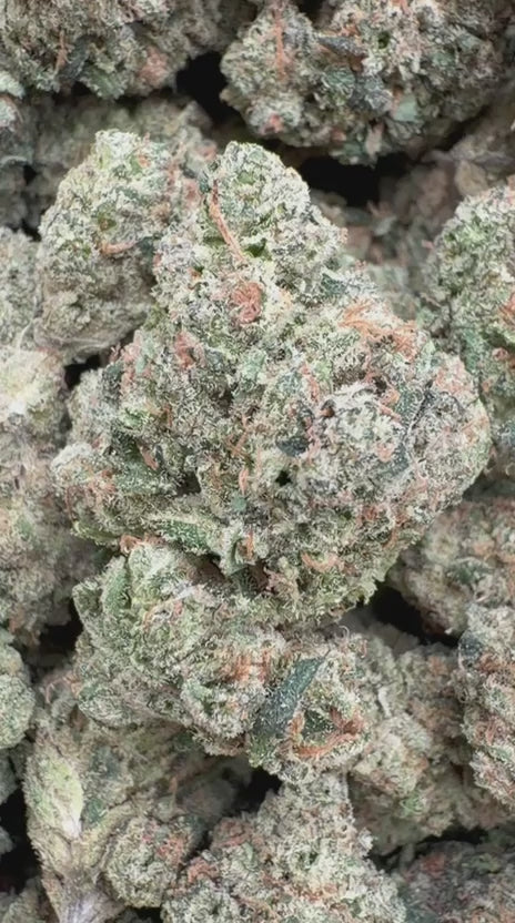 King Louis XIII Indoor - Bulk - Indica