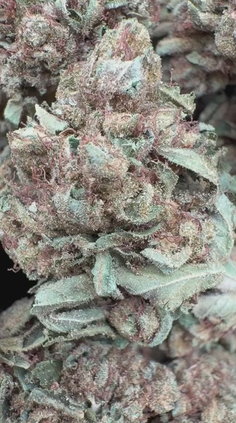 Chem Dawg - Bulk - Hybrid