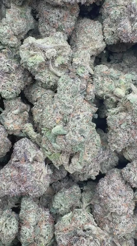 Grape Cream Cake Indoor - Bulk - Indica