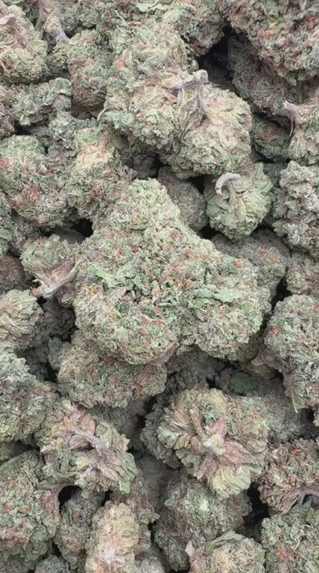 White Rhino - Bulk - Indica