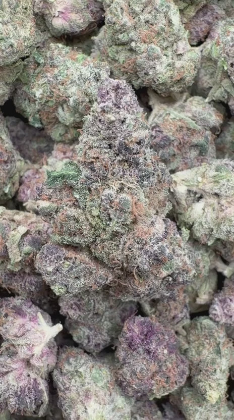 Trop Cherry Indoor - Bulk - Sativa