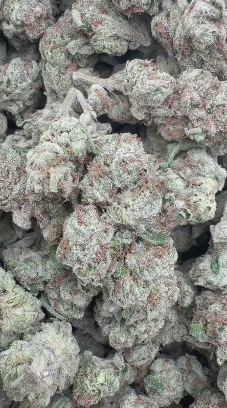 Jolly Ranchers Indoor Mediums - Bulk Mediums - Indica
