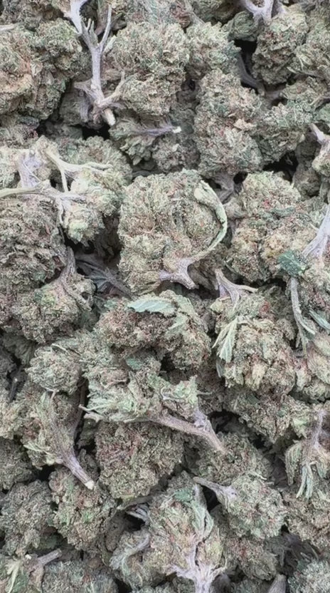 Northern Lights Minis - Bulk Minis - Indica