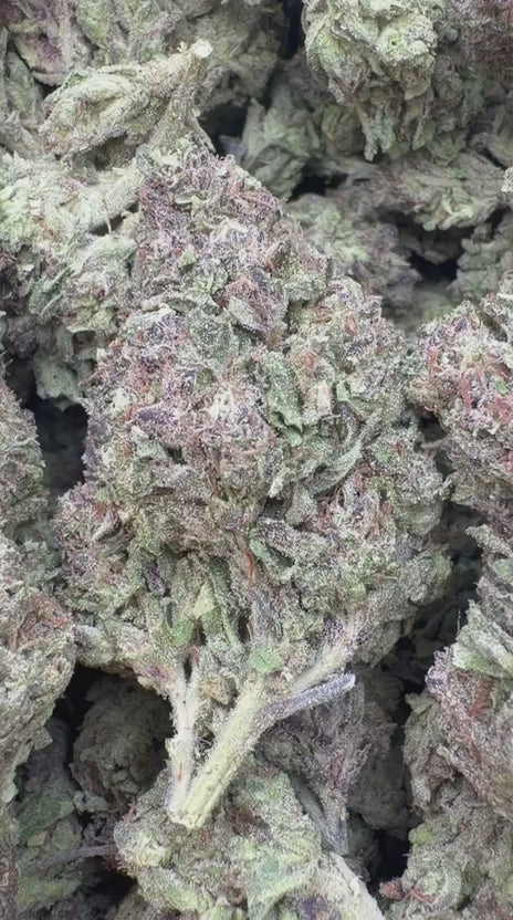 Gary Cherry - Bulk - Indica