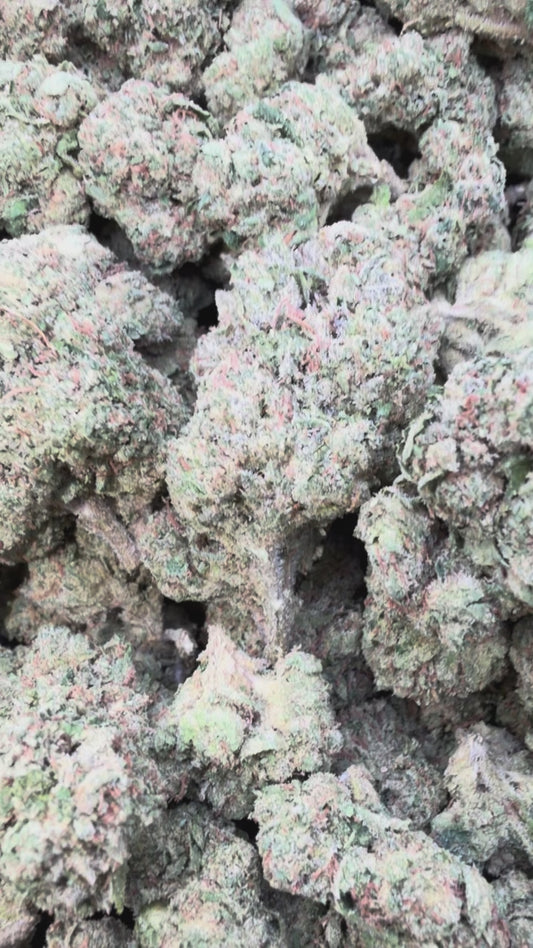 Gelato 33 - Bulk - Hybrid