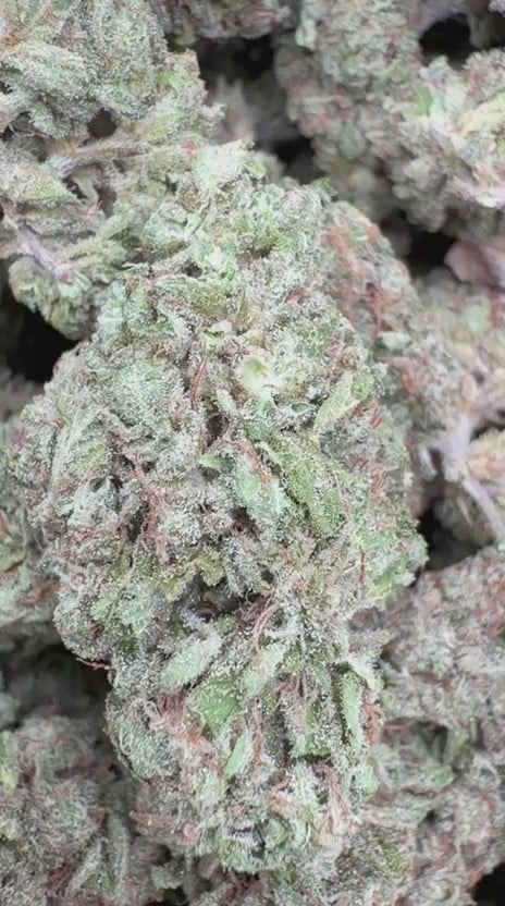 Donutz - Bulk - Indica