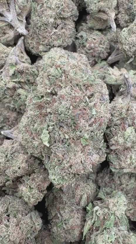 Lemon Cherry Gelato - Bulk - Indica