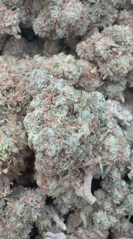 Elmer's Glue - Bulk - Hybrid