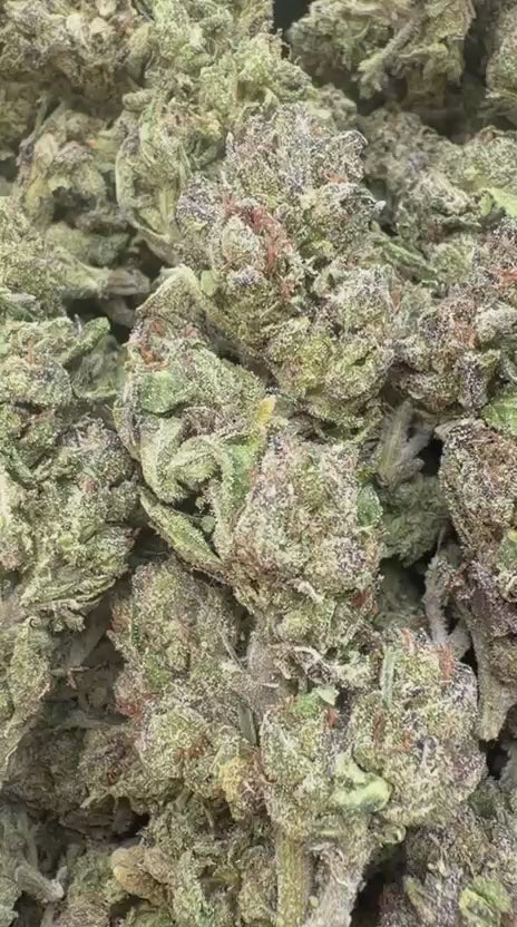 Gruntz Minis - Bulk Minis - Indica