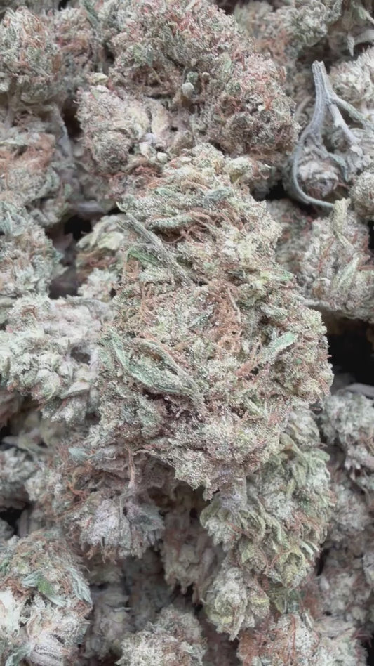 Key Lime Pie - Bulk- Indica