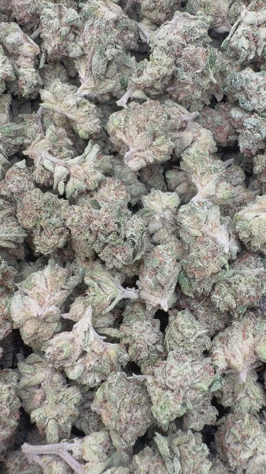 Ice Cream Cake Minis - Bulk Minis - Indica