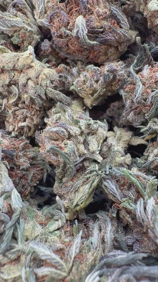 Platinum Bubba Minis - Bulk Minis - Indica