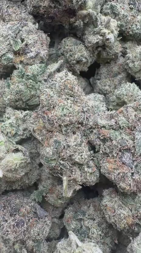 Blue Runtz Indoor - Bulk - Hybrid