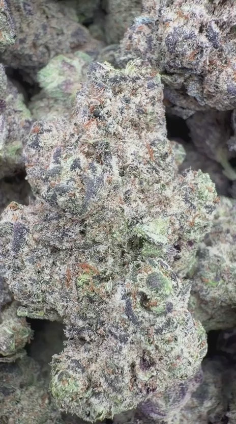 Cereal Milk Indoor - Bulk - Hybrid