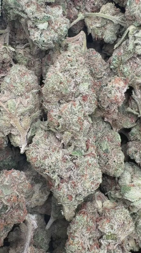 White Nerds - Bulk - Hybrid