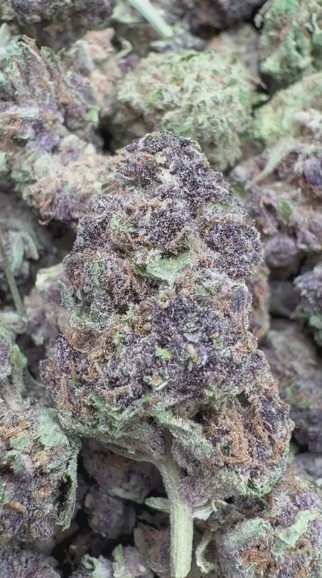 Purple Churro - Bulk - Indica