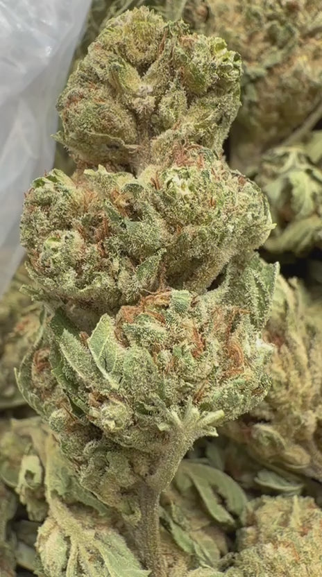 Maui Wowie - Bulk - Sativa
