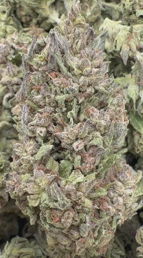 Sugar Cookies - Bulk - Indica