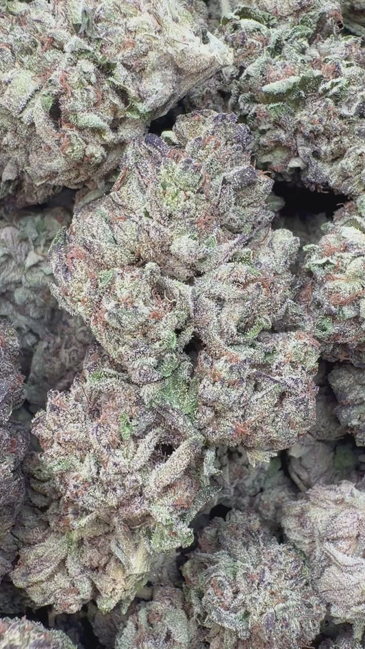 Lions Cake - Bulk - Hybrid