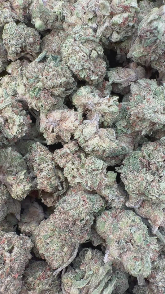 London Pound Cake 97 Minis - Bulk Minis - Indica
