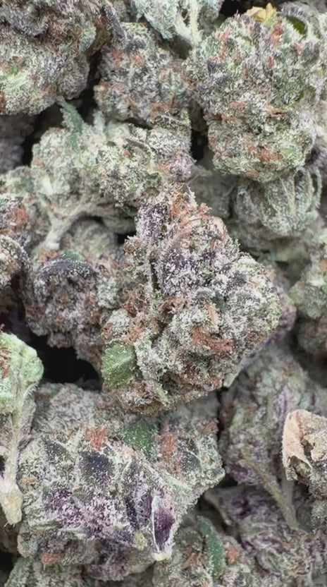 Lemon Cherry Gelato Indoor Mediums - Bulk Mediums - Hybrid