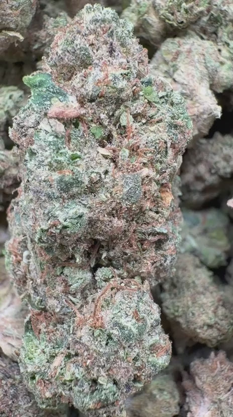 Mochi Gelato Minis - Bulk Minis - Indica