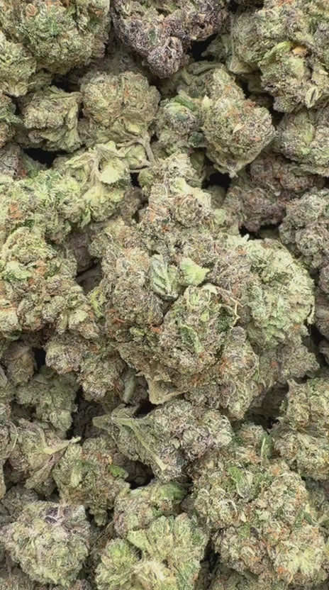 King Louis XIII Indoor - Bulk - Indica