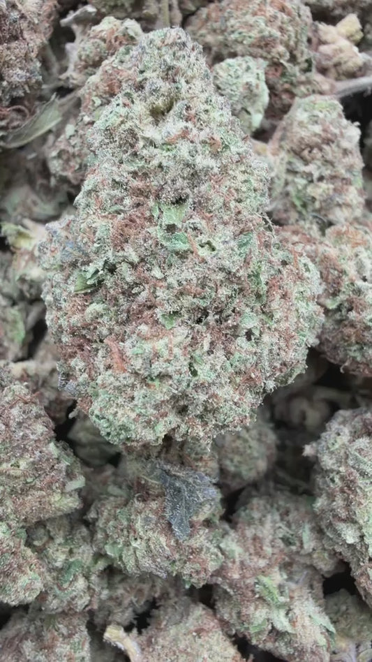 Blueberry Headband  - Bulk - Hybrid