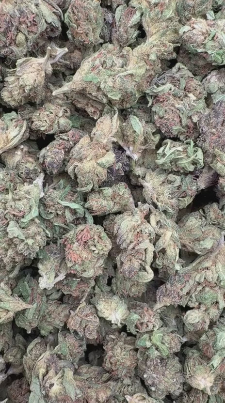 Pineapple Express Minis - Bulk Minis - Sativa