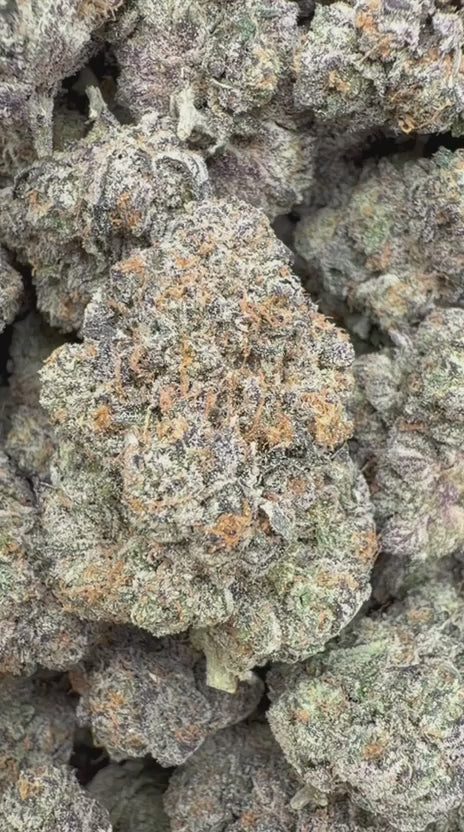 Gelato 41 Indoor - Bulk - Hybrid