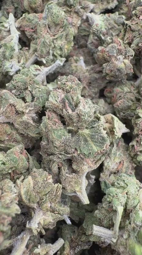 GMO Minis - Bulk Minis - Indica