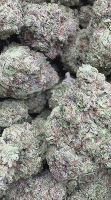 Pave Pop - Bulk - Hybrid
