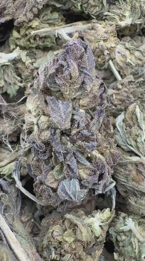 Winter Breath - Bulk - Hybrid
