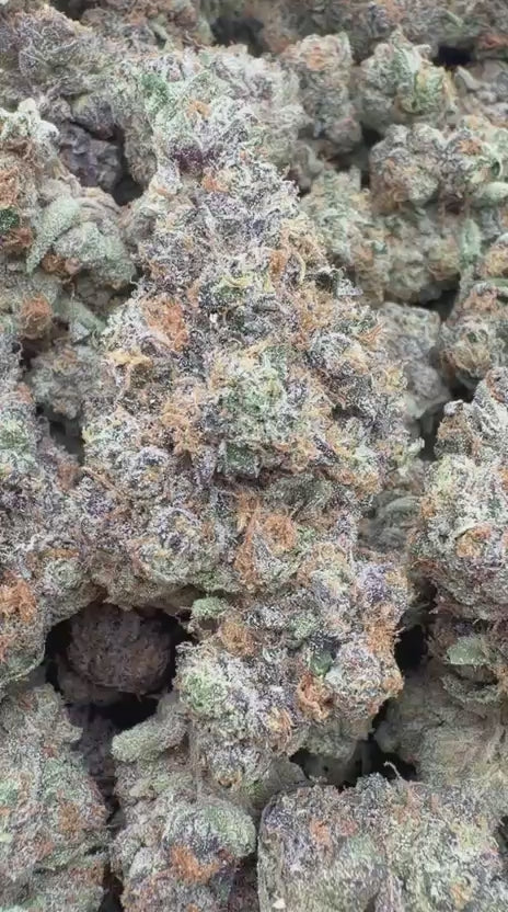 Blueberry Belts Indoor - Bulk - Hybrid