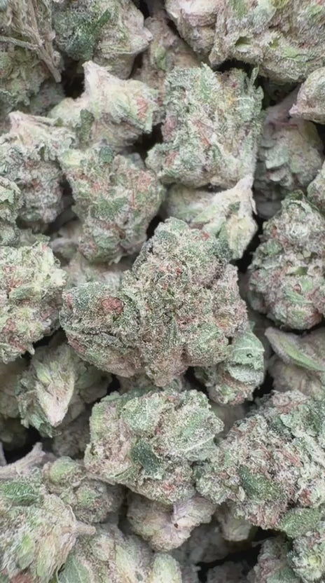 Sour Diesel Minis - Bulk Minis - Sativa