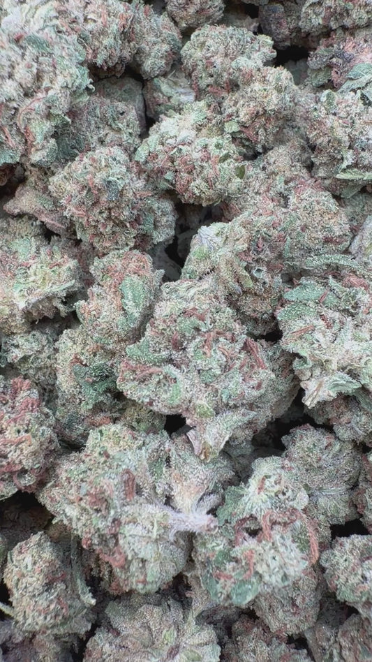 GMO Minis - Bulk Minis - Indica