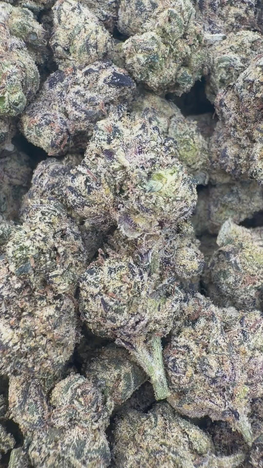 Glitterati Indoor Mediums - Bulk Mediums - Indica