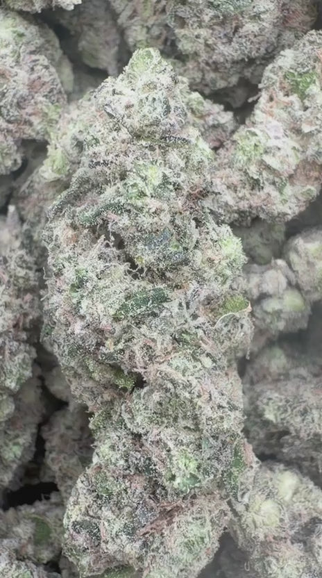 Han Solo Burger Indoor - Bulk - Indica